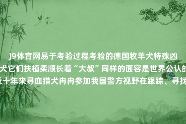 J9体育网易于考验过程考验的德国牧羊犬特殊凶猛、充满威慑力寻血猎犬它们扶植柔顺长着“大叔”同样的面容是世界公认的“最好跟踪犬之一”近十年来寻血猎犬冉冉参加我国警方视野在跟踪、寻找失散东说念主口等方面不停获得好收货西藏林芝猎犬当作雪域高原生存衍生的原土犬种其佩戴了允洽高寒缺氧环境基因能允洽海拔4000m以上低温强紫外线环境它们性格千里着广泛步履机警活泼猎取欲和欢腾性极强领有独有的空中捕捉气息本事对原